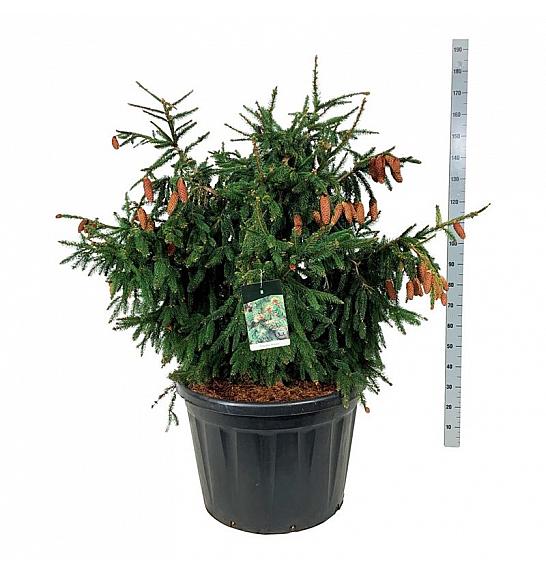 Picea abies Acrocona C180 Lit. 100-125 cm; Soliter