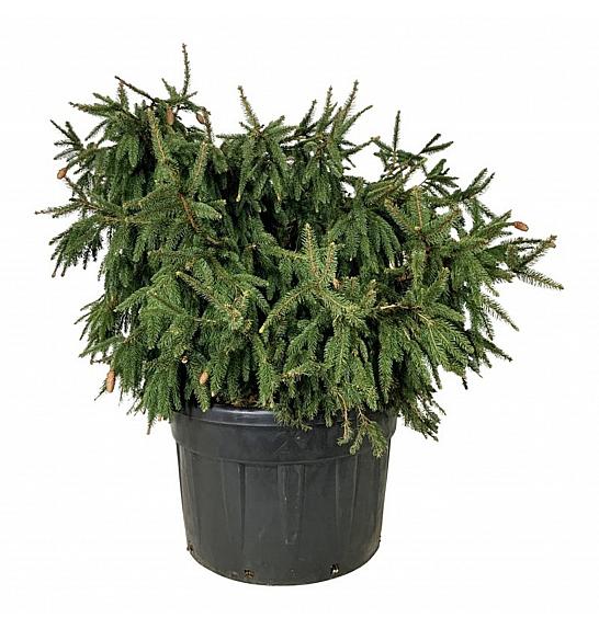 Picea abies Acrocona C230 Lit. 125-150 cm; Soliter