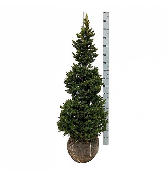 Picea abies Wills Zwerg bala 100-125 cm extra
