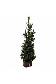 Picea abies Wills Zwerg bala 125-150 cm extra