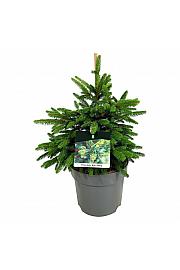 Picea abies Wills Zwerg C7,5 Lit. 40-50 cm