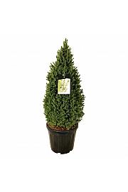 Picea glauca Perfecta C30 Lit. 80-100 cm extra