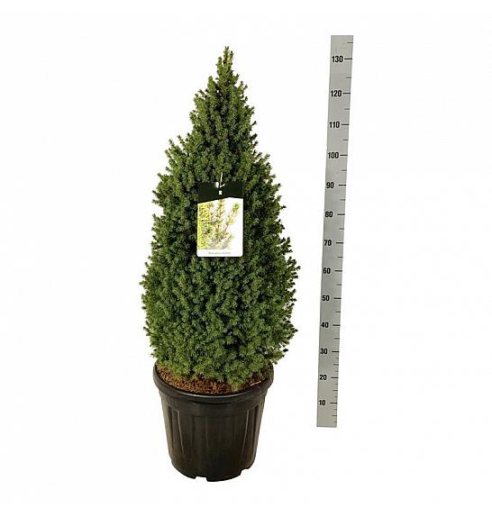 Picea glauca Perfecta C30 Lit. 80-100 cm extra