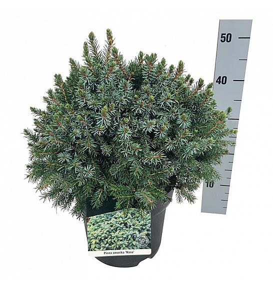 Picea omorika Nana C7,5 Lit. 30-40 cm
