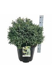 Picea omorika Nana C30 Lit. 50-60 cm extra
