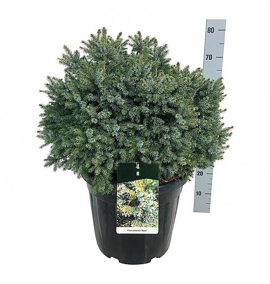 Picea omorika Nana C30 Lit. 50-60 cm extra