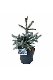 Picea pungens Erich Frahm C7,5 Lit. 40-50 cm