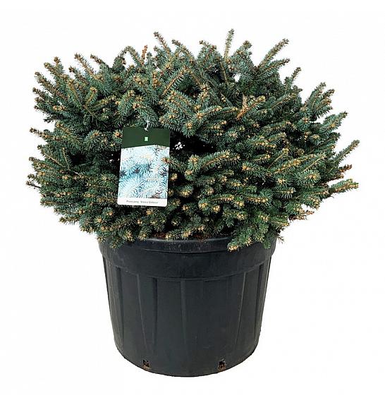 Picea pungens Glauca Globosa C130 Lit. 80-100 cm