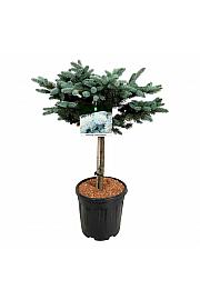 Picea pungens Glauca Globosa C15 Lit. Na steblu 40 cm; Krošnja 40/50 cm