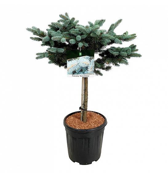 Picea pungens Glauca Globosa C15 Lit. Na steblu 40 cm; Krošnja 40/50 cm