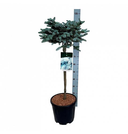 Picea pungens Glauca Globosa C15 Lit. Na steblu 60 cm; Krošnja 50/60 cm