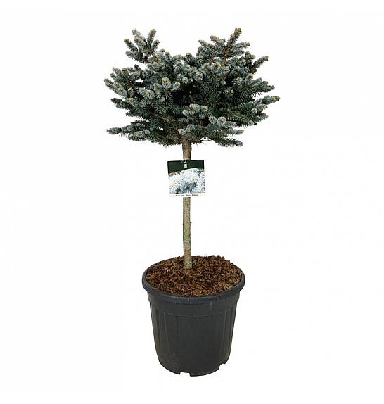 Picea pungens Glauca Globosa C30 Lit. Na steblu 60 cm; Krošnja 50/60 cm