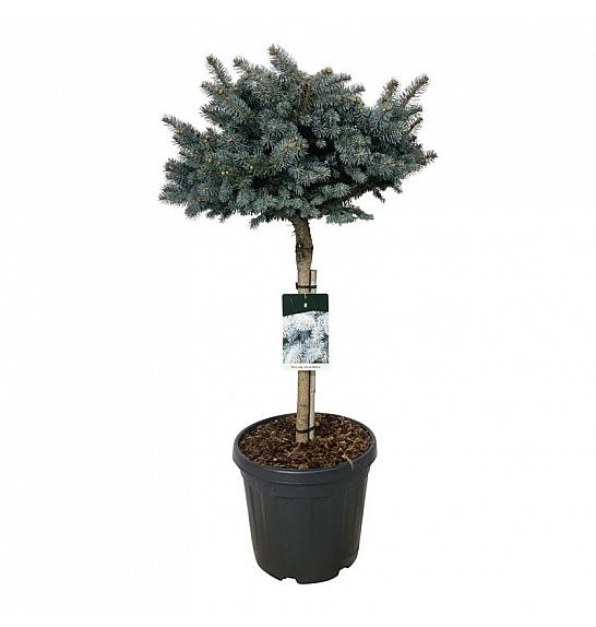 Picea pungens Glauca Globosa C30 Lit. Na steblu 60 cm; Krošnja 60/70 cm