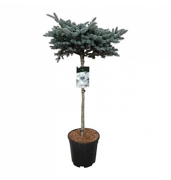 Picea pungens Glauca Globosa C15 Lit. Na steblu 80 cm; Krošnja 40/50 cm