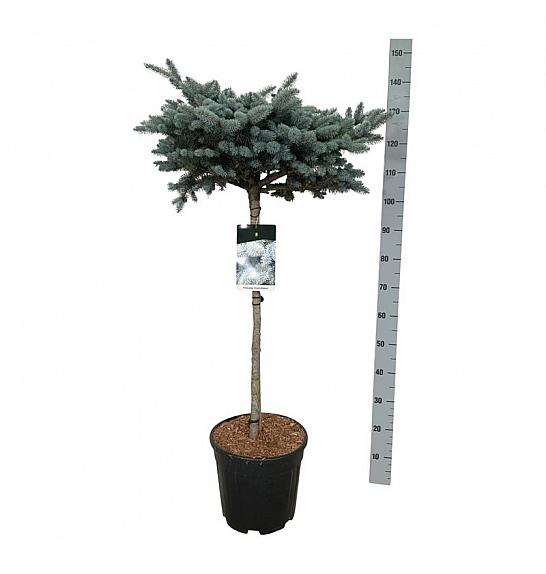 Picea pungens Glauca Globosa C15 Lit. Na steblu 80 cm; Krošnja 40/50 cm