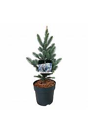 Picea pungens Iseli Fastigiate C7,5 Lit. 40-50 cm