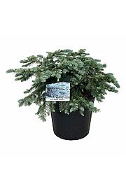 Picea pungens Karpaten C30 Lit. 60-80 cm