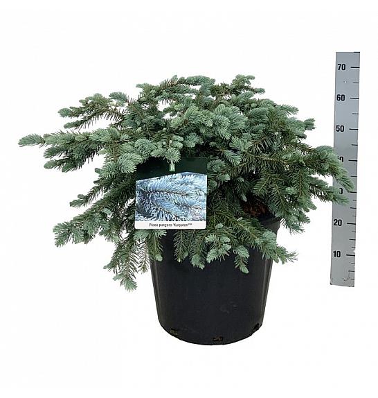 Picea pungens Karpaten C30 Lit. 60-80 cm