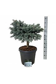 Picea pungens Karpaten C30 Lit. Na steblu 40 cm; Krošnja 60/70 cm