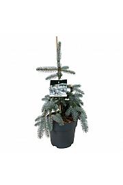 Picea pungens Koster C7,5 Lit. 40-50 cm
