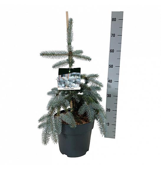 Picea pungens Koster C7,5 Lit. 40-50 cm