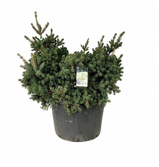 Picea pungens Lucky Strike C230 Lit. 125-150 cm; Soliter