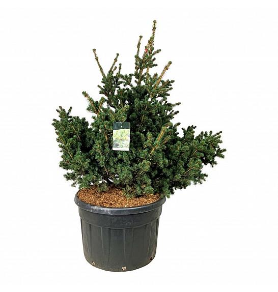 Picea pungens Lucky Strike C230 Lit. 150-175 cm; Soliter