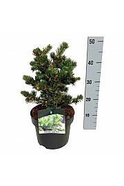 Picea pungens Lucky Strike C5 Lit. 25-30 cm