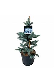 Picea pungens Oldenburg C7,5 Lit. 40-50 cm