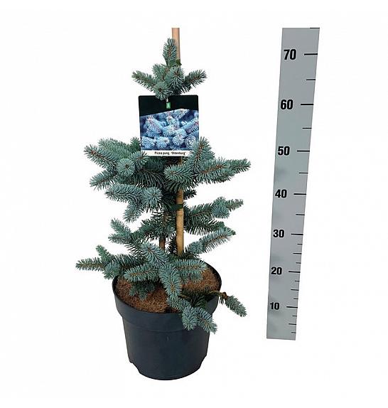 Picea pungens Oldenburg C7,5 Lit. 40-50 cm