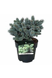 Picea pungens Blaukissen C4 Lit. 20-25 cm