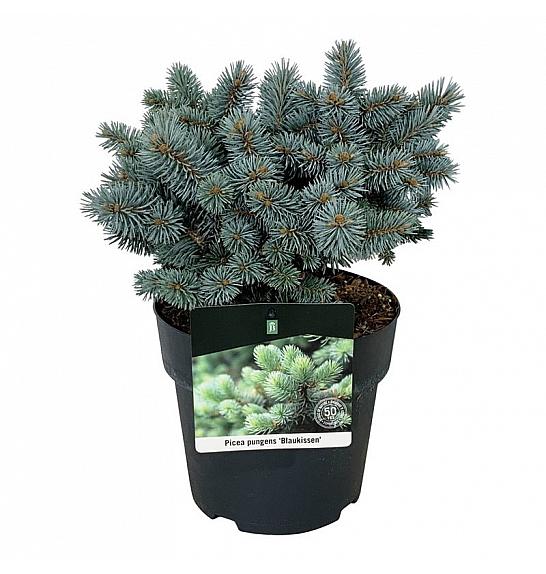 Picea pungens Blaukissen C4 Lit. 20-25 cm