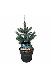 Picea pungens Super Blue C4 Lit. 30-40 cm