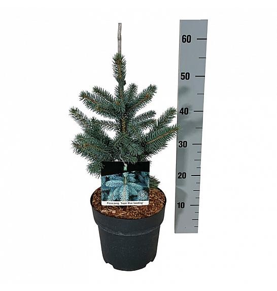 Picea pungens Super Blue C4 Lit. 30-40 cm