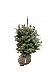 Picea pungens Super Blue bala 50-60 cm extra