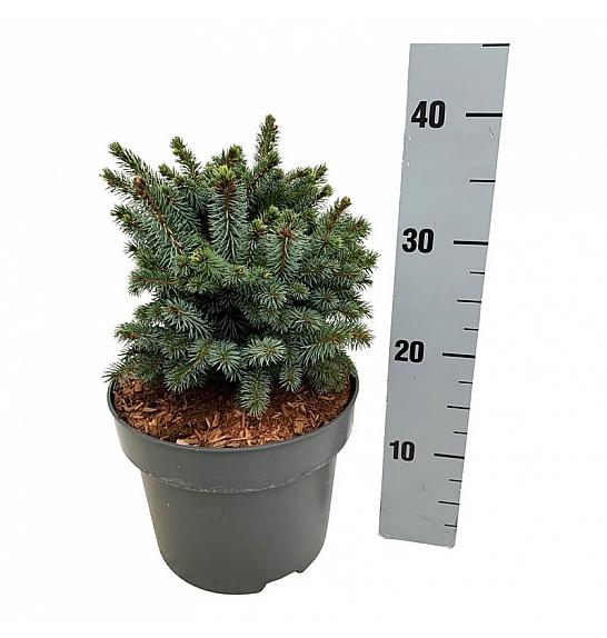 Picea sitchensis Midget C4 Lit. 20-25 cm