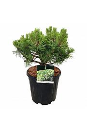 Pinus densiflora Jane Kluis C15 Lit. 50-60 cm