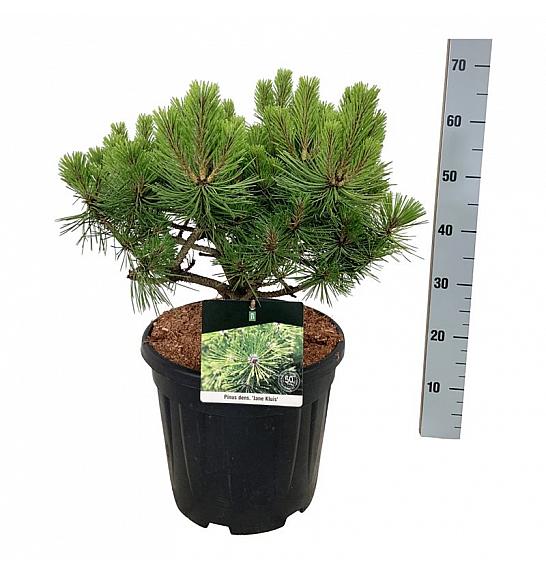Pinus densiflora Jane Kluis C15 Lit. 50-60 cm