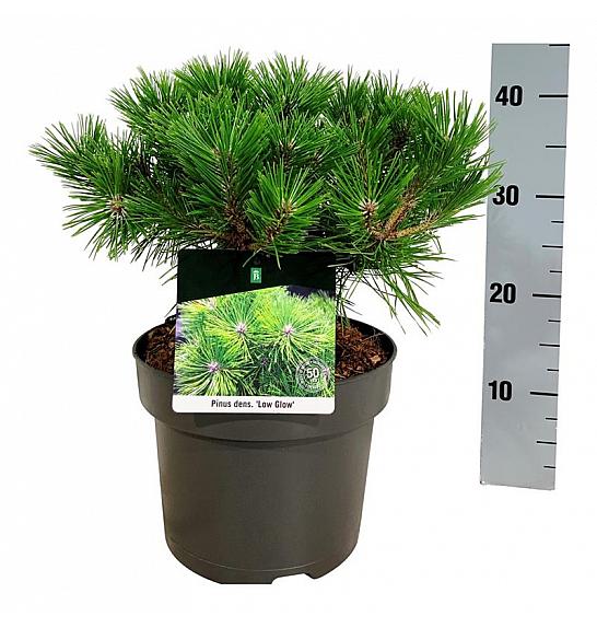 Pinus densiflora Low Glow C4 Lit. 30-40 cm