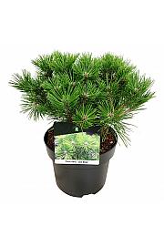 Pinus densiflora Low Glow C15 Lit. Na steblu 60 cm; Krošnja 40/50 cm