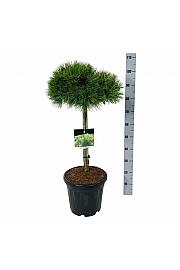 Pinus densiflora Low Glow C15 Lit. Na steblu 60 cm; Krošnja 40/50 cm