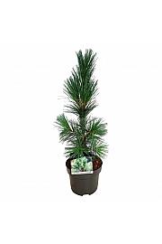 Pinus flexis Vanderwolfs Pyramid C4 Lit. 40-50 cm