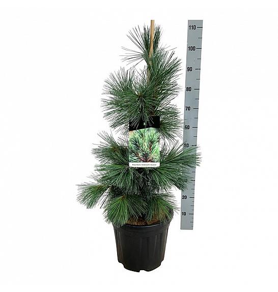 Pinus flexis Vanderwolfs Pyramid C15 Lit. 80-100 cm