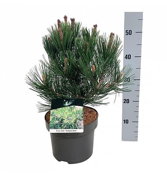 Pinus heldreichii Compact Gem C4 Lit. 30-40 cm