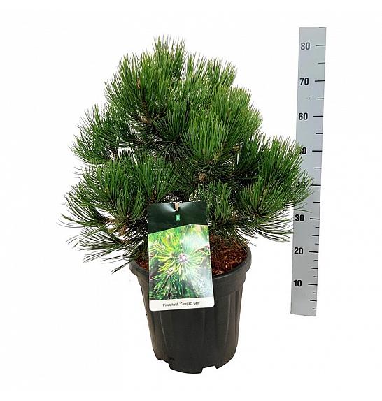 Pinus heldreichii Compact Gem C15 Lit. 40-50 cm