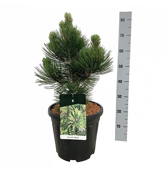 Pinus heldreichii Malinki C15 Lit. 40-50 cm