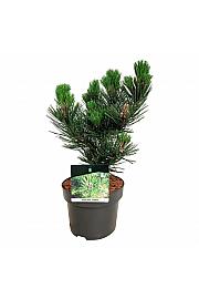 Pinus heldreichii Satellit C4 Lit. 25-30 cm