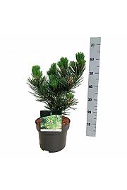 Pinus heldreichii Satellit C4 Lit. 25-30 cm