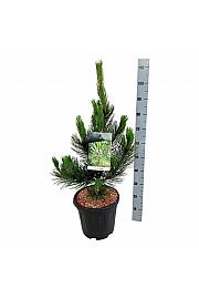 Pinus heldreichii Satellit C15 Lit. 60-80 cm