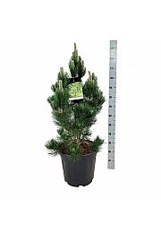 Pinus heldreichii Satellit C30 Lit. 60-80 cm extra